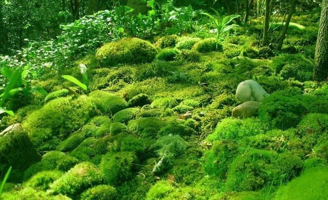  「植物」教你苔藓养儿玩;一个玻璃瓶,一个微世界