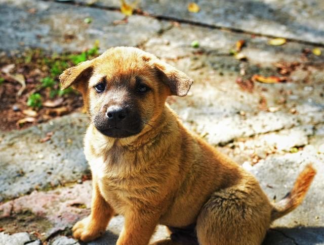  四喜■老话“门前出现四喜，家中能人辈出”有没有道理？四喜是