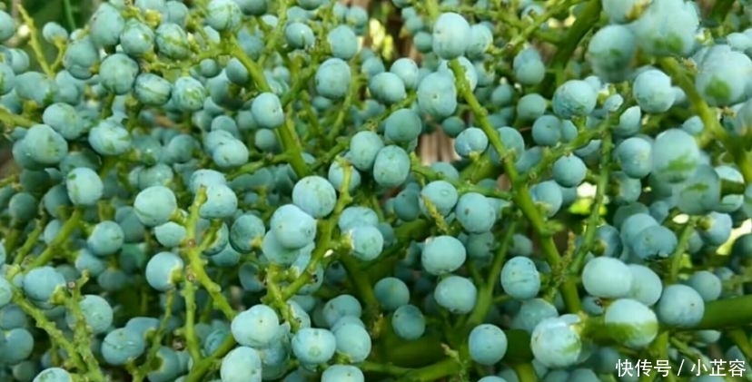 农村遍地都是，都不知道这个是可以吃，以前都拿来“打人”玩