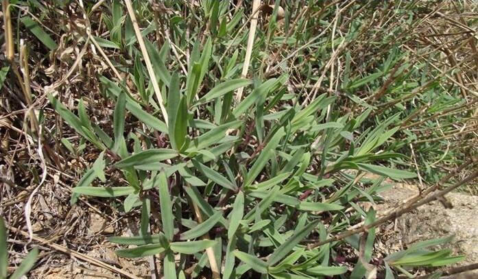  「不留」10年前卖到100元一斤，如今12元一斤，农民：今年种子不