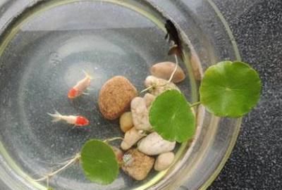  [排泄物]铜钱草可以放鱼缸里吗