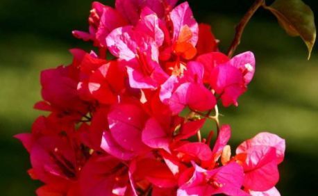  [便宜]养花就养这4款植物，便宜又好养，开花艳丽妖艳，开花烂漫迷人眼