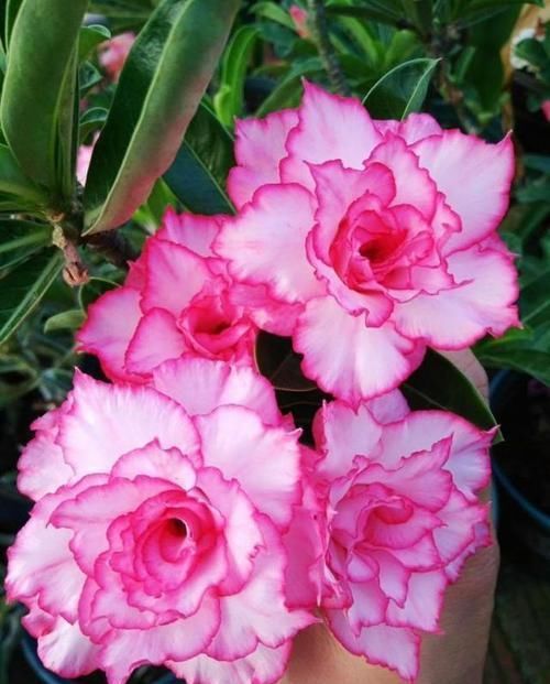  #长春花#此款花卉，花期长花量大，丢到阳台轻松爆满盆，花型独特又美观