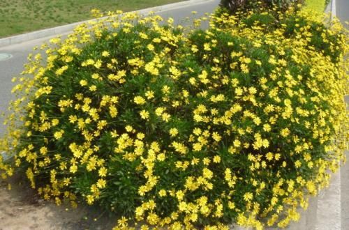  【花朵来】养花就选这2种，一年四季都开花，是家庭盆栽佳品！
