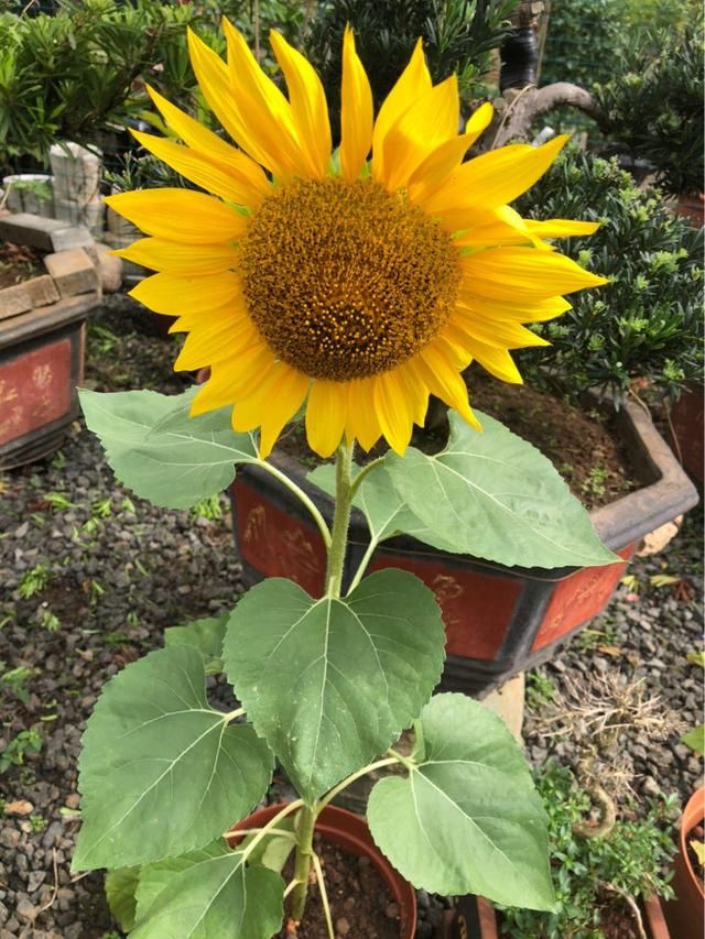  喜欢吃瓜子@爱吃瓜子的花友，现在一定记得种棵向日葵，选品种是重点！