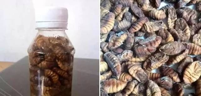  [江河]钓草，鲤鱼的秘制药酒蚕蛹饵，江河湖库亦有神效！