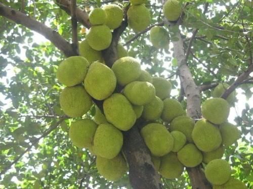 我国最难剥的6种水果，全品尝过的是“猛人”，你吃过吗？