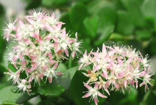 『玉树』“3种花”能养人,花开招财进宝,寓意年年有余,让生活更幸福