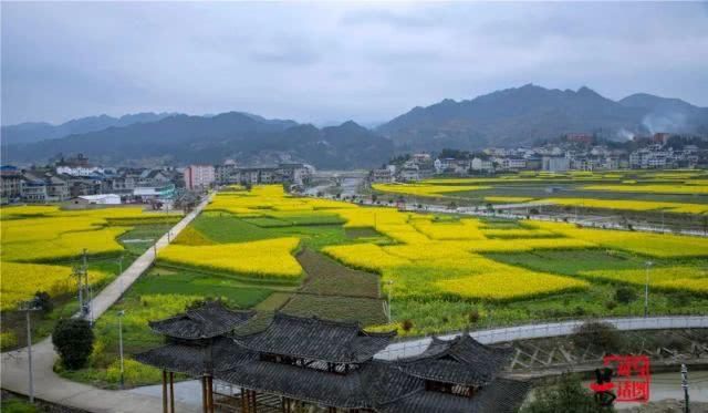  油菜花：一不小心，贵州黄平把春天打翻了