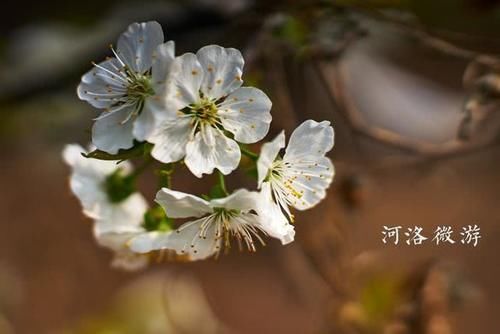  『杏花』杏花落去桃花红，五龙沟村花不断