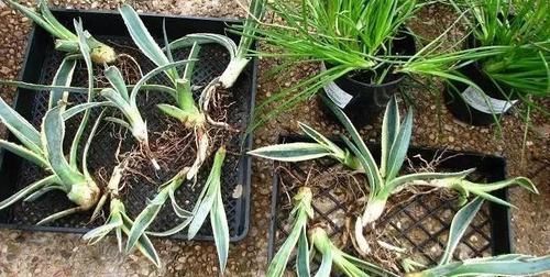 扦插■龙舌兰用根茎底部的侧芽扦插繁殖，比繁殖芦荟还简单