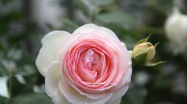 「长寿花」养花就养此3种,花色艳丽好养活,家里养一盆,满屋都是花香味