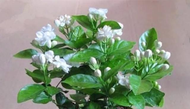 虎皮兰|六种花好养又好看,室内养两盆,比净化器都好,睡眠香、身体棒