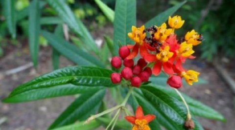  「贱民」这种野草在乡下，人称“不能摸”，农民见了就怕，却有