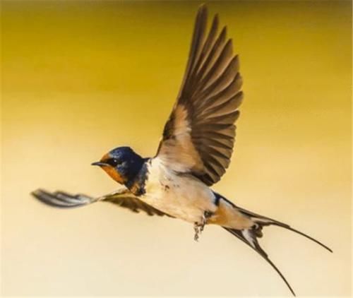  【减少】中国人几乎不吃燕子，为何燕子的数量反而减少？专家是