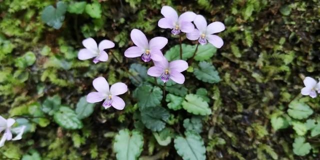  樱花@美惨了！这是洪雅的春天