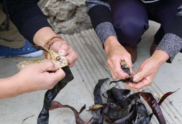  古代的时■这树满身是刺，果实是古代皇室贡品，如今百元一斤成稀罕货