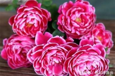 「选择」喜欢养护花卉,就可以选择这款花卉,满足欣赏和幸福美满为一体