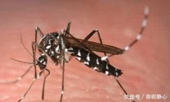  [时间]“花蚊子在我国出现时间并不长，但人们白天已无法乘凉，