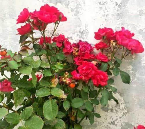  【花钱】4种花太贵别买了，掐个枝就能活，能省不少买花钱！