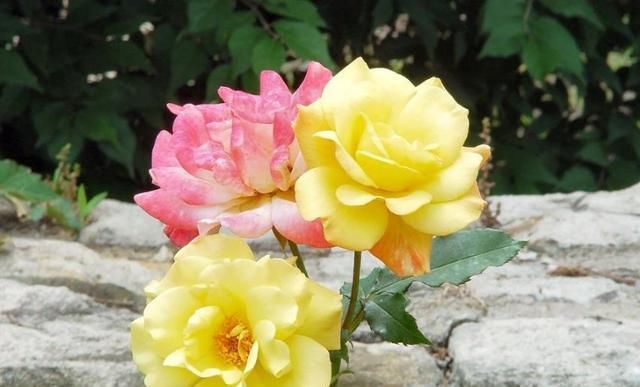  『月季』花卉种类上千种，“月季”为何受追捧？花色丰富，花期长！