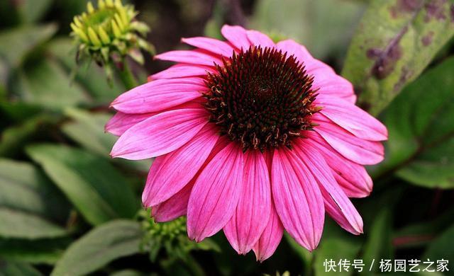  [肉质]养花就养盆它，肉质叶片耐旱好养，晒得越狠开花越好，养出小花园