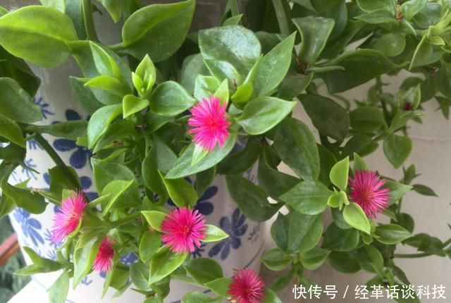  【耐阴】卫生间就养此3种花，净化空气祛除异味，耐阴又喜凉，越养越喜欢