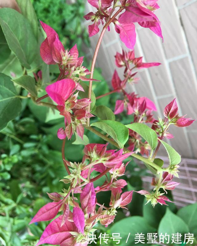 『花芽』三角梅芽点和花苞怎么区分?看这“2点”就知道了,秋季开花超多