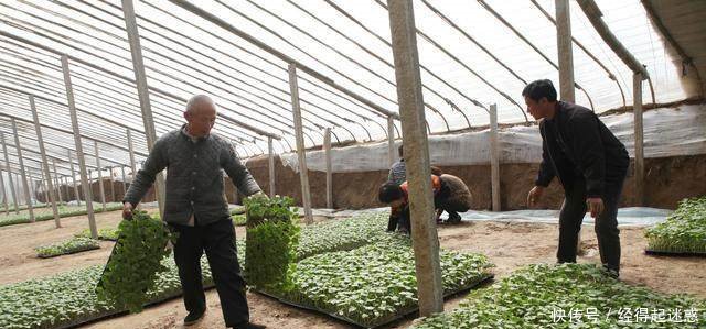 明年起农业补贴新规出台，今后这些农民将无法领取补贴了！