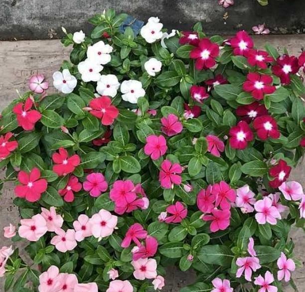  【种植】在农村，养这几种花，不怕热不怕冷，好养又漂亮