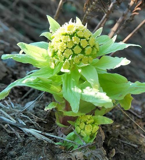  『开花』河边一种野菜，开花像绣球，能窜2米高，掐个叶子炒一盘菜