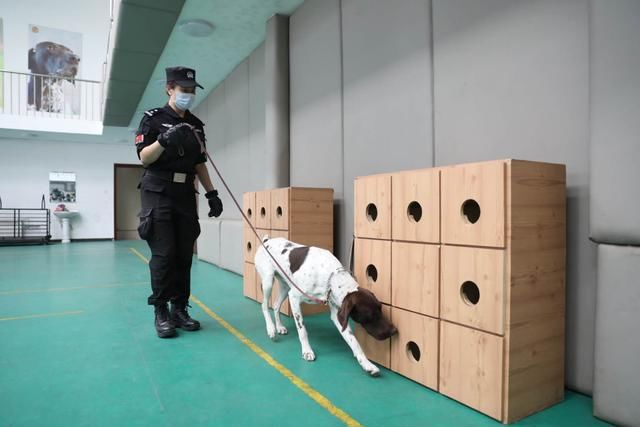『技能』北京警犬可识别激光笔指令,搜爆技能升级至搜索枪支散件