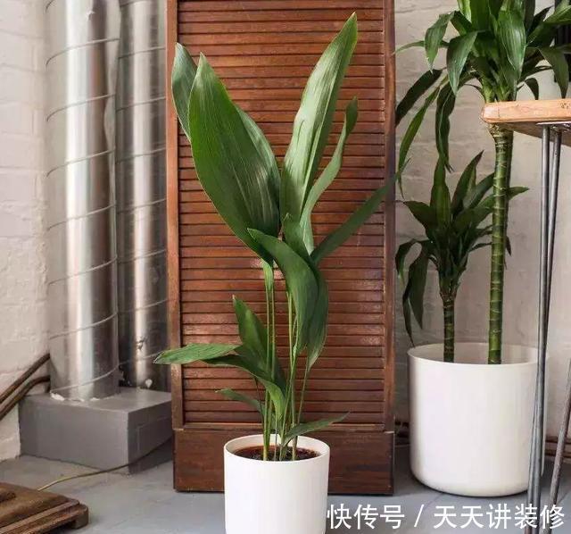 『空气净化能力』厨房、卫生间养花,行家都这么选,清除异味,满室清新!