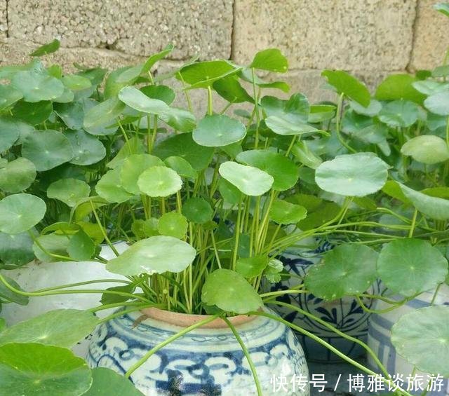  『条件』养铜钱草，有这2个“条件”，满盆都是“铜钱叶”，家里财源滚滚