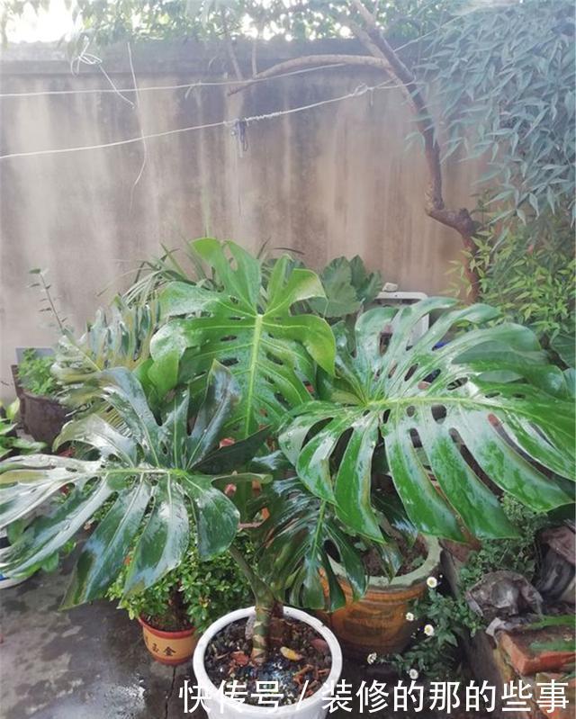 甲醛|还在养“绿萝”?快改养“龟背竹”,它才是“天然甲醛净化器”