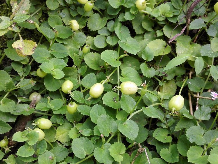 农村草丛里的小茄子，老人说“蛇吃过”不能碰，殊不知价值好珍贵