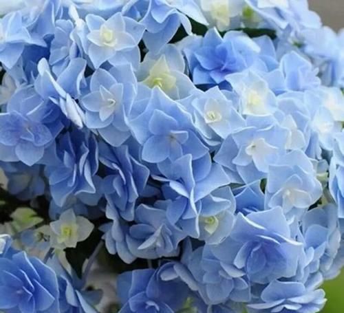  「绣球花的花」绣球花谢花后如何修剪，很多人一直剪错了，非常精辟的修剪方法