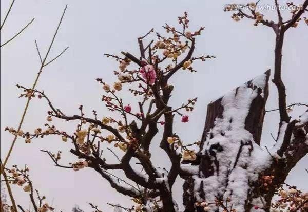 雪花吟：山色空蒙天地静，庭梅初绽新红。琼花飞舞在其中