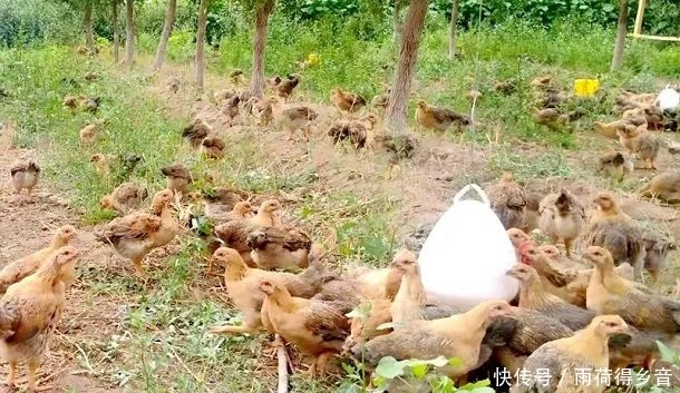  提议：专家提议果树下养土鸡，看似一举两得，实际问题不少，专