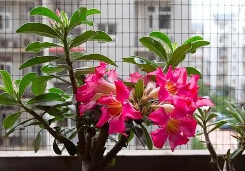  『植物』开花漂亮又耐晒的植物~家有大阳台的一定要种！