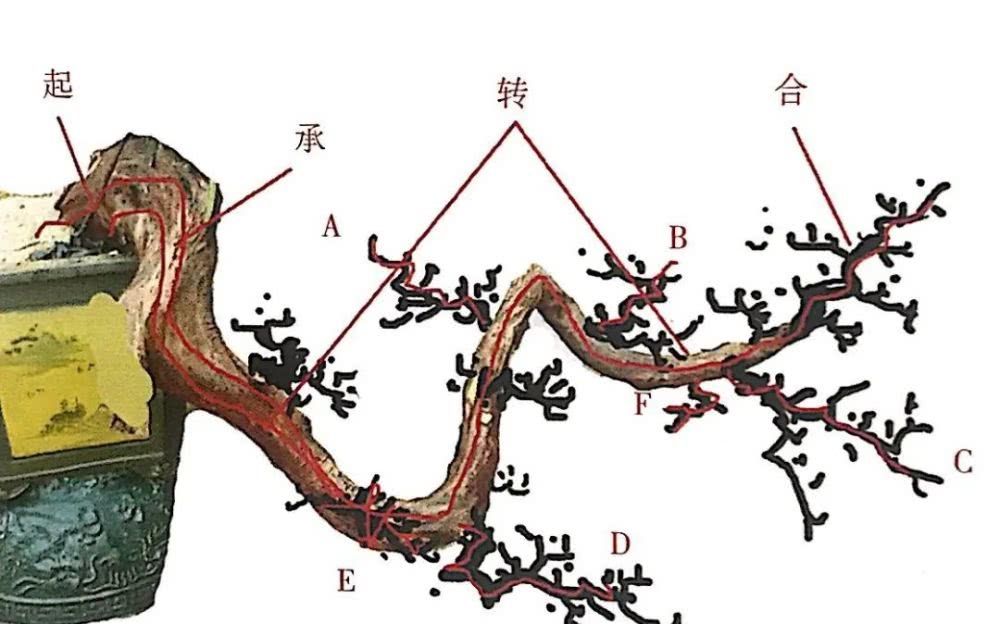  『罗汉松盆景』围着罗汉松桩材左端详右琢磨，想下手先模仿罗汉松造型秘笈！