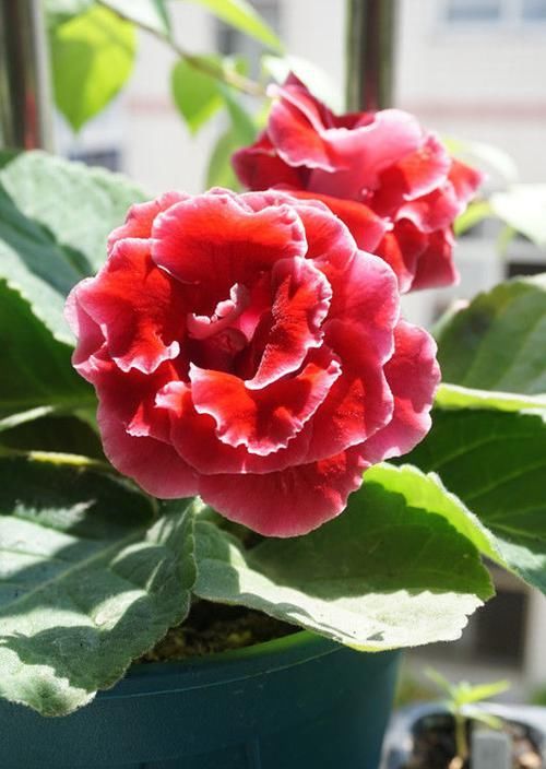  『家里』家里阳台种这些花朵，吊在阳台开花成瀑布，分分钟美爆，绚丽多彩