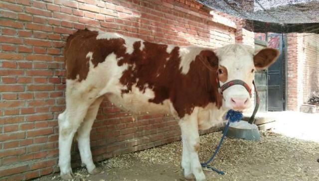  「肉牛」这里有养殖西门塔尔牛的方法，机不可失，大家快点来围观吧