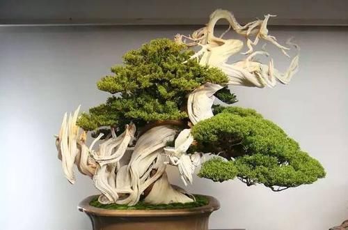  「美丽」15种最美丽的盆景树，找到了盆景里的故事