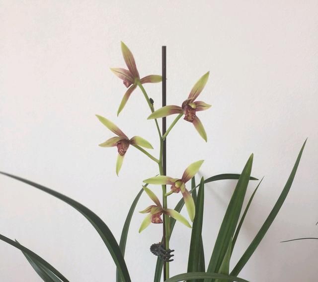  『兰花的浇水』兰花上盆几天浇一次水好？兰花浇水不是按天数，水过地皮湿是精髓
