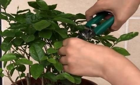  『高温』趁着高温，学会压条繁殖茉莉，可适用于多种植物，1盆变10盆