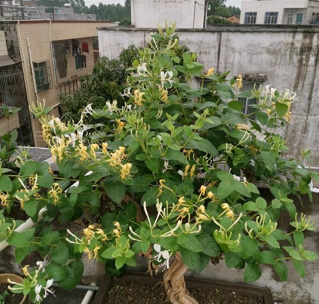  『农药』金银花盆栽的叶片一碰就掉叶？以为是浇水，结果是病，农药伺候吧