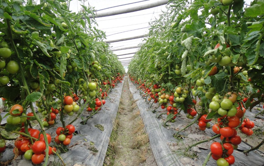  「作物来说」农家的一条隧道使用了十几吨鸡粪，但蔬菜越长越坏