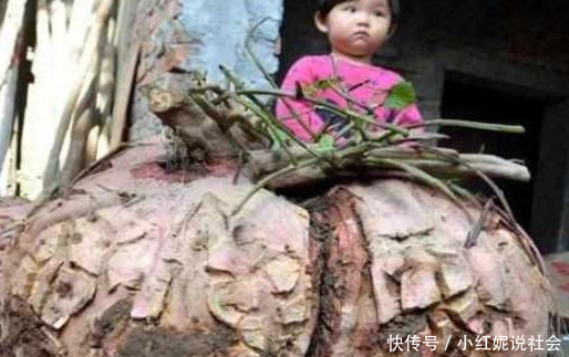 地里挖出百斤重的“宝贝”，整个村子十分欢喜，大爷却犯愁了