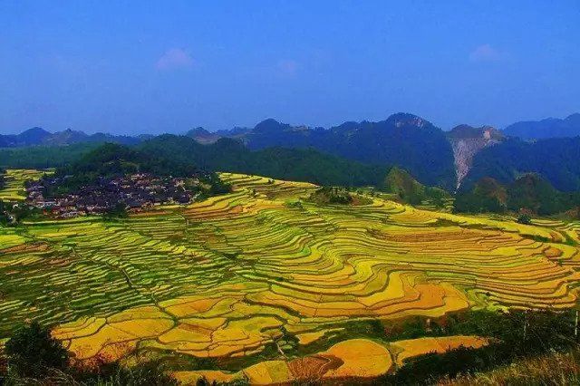 金秋贵州 这些田间地头要美哭了!